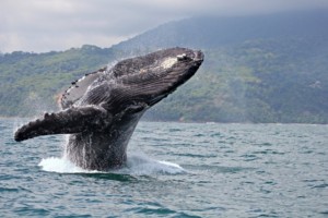 humpback whale watching uvita costa rica