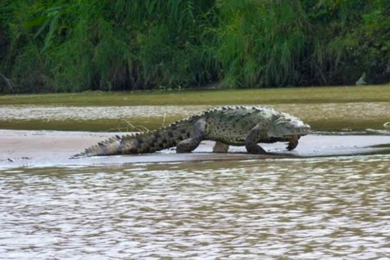 Spot a crocodile at Tarcoles River in Costa Rica