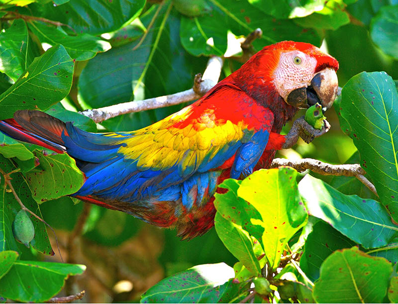 Scarlet Red Macaw’s…. Back in Dominical town!!!!