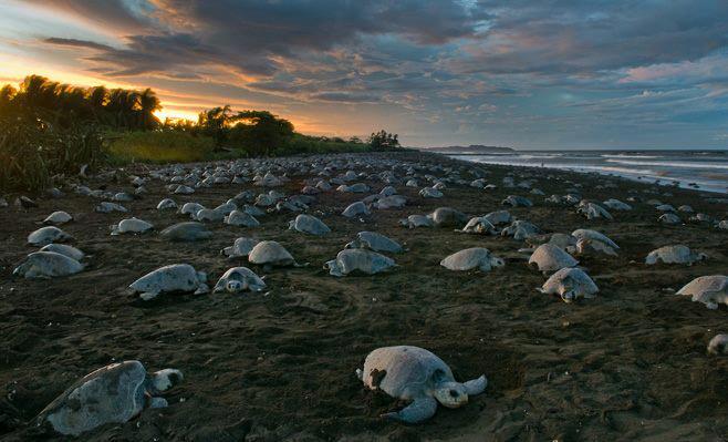 Sea Turtles in Costa Rica