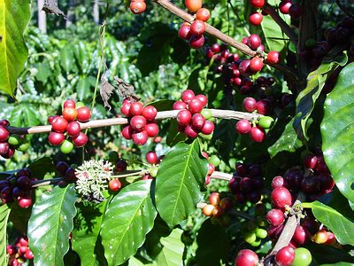 Costa Rican Coffee